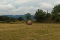 IMG_20220705_112937586