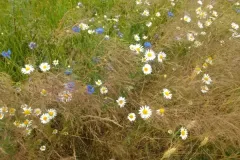 pred4-IMG-20220703-132825226-BURST001