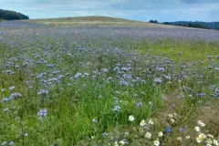 pred6-IMG-20220703-132825226-BURST001